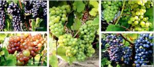 Лучшие технические сорта винограда пименуар: посадка и уход