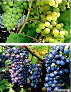 Лучшие технические сорта винограда пименуар: посадка и уход