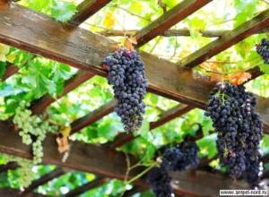 Лучшие сорта беседочного винограда: посадка и уход
