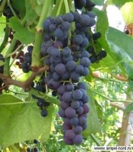 Лучшие бессемянные сорта винограда: посадка и уход