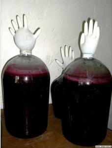 Виноград и домашнее вино. Перчатка вместо гидрозатвора.