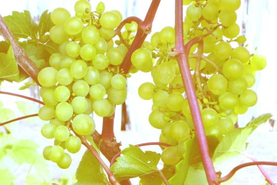 Список сортов винограда из нашей коллекции винограда .