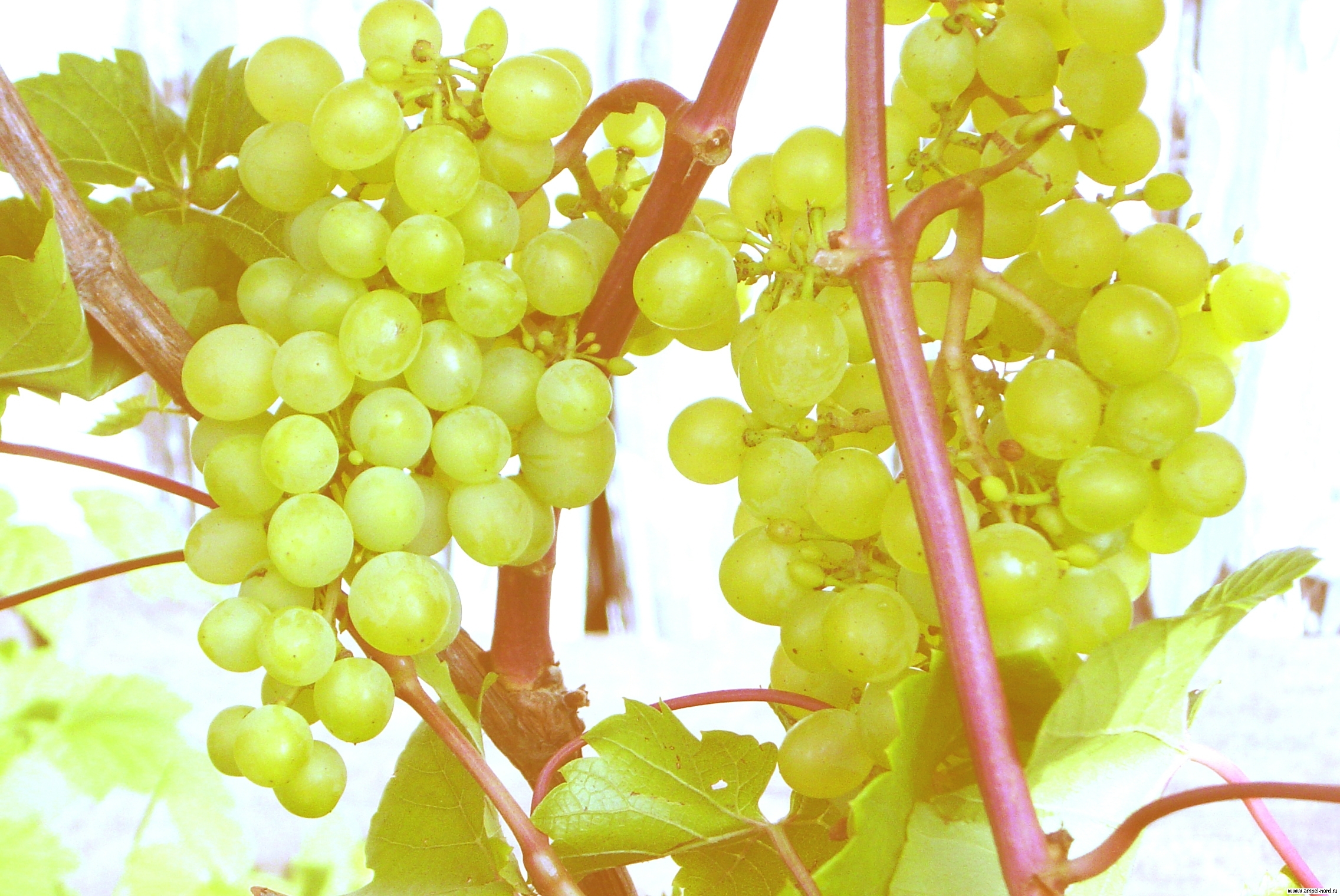 Список сортов винограда нашей коллекции Блог Олёны Непомнящей.