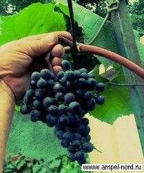 Введение в виноград. Блог Олёны Непомнящей.
