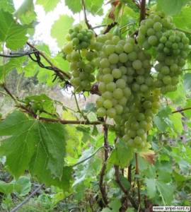 Плодовый виноград может расти везде. Блог Олёны Непомнящей.