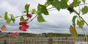 Северный виноград может расти везде. Блог Олёны Непомнящей.
