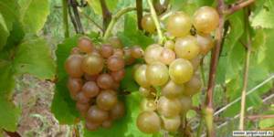 Плодовый виноград может расти везде. Блог Олёны Непомнящей.
