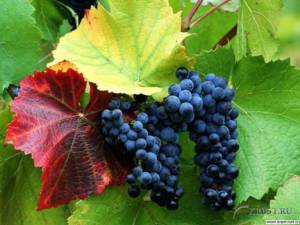 Новости о пользе винограда и его целебности. Блог Олёны Непомнящей. 