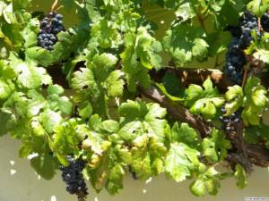 Грозди с тарой лозы-самая старая виноградная лоза. Блог Олёны Непомнящей.
