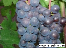 Виды винограда, происхождение и ареалы распространения. Блог Олёны Непомнящей.