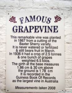 Австралия, мемориальная доска -самая старая виноградная лоза. Блог Олёны Непомнящей.
