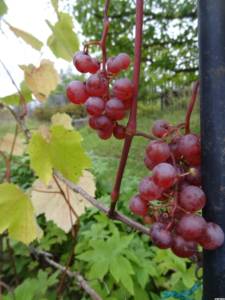 Сорт винограда Сомерсет Сидлис суперанний, устойчивый, возсожно лучший бессемянный сорт для севера.