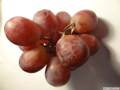 Утка с виноградом запеченная в винно-медовом маринаде.