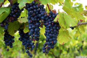 Виды винограда, происхождение и ареалы распространения. Блог Олёны Непомнящей.