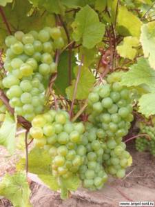 Сорт винограда Мускат Золотистый Россошанский отличный сорт именно для северных районов