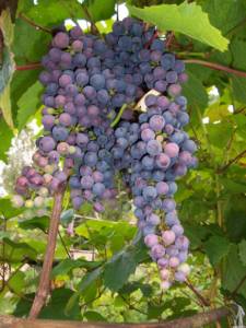 Виноград из семян может стать и очень удачной новой формой.