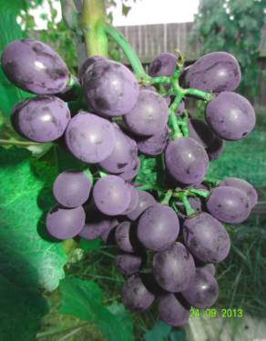 Гибридная форма винограда 2-15 Шатилова