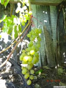Сорт винограда 2-72 Шатилова или Мускат Белый