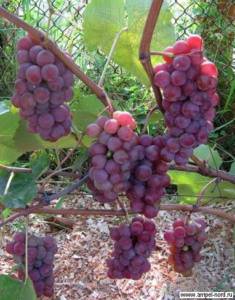 Неукрывные сорта винограда-выбор. Блог Олёны Непомнящей.