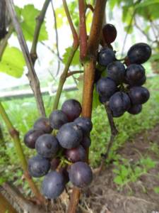 Сигналки на кусте сорта винограда Пино Нуар Урожайный на тверском винограднике Олёны Непомнящей.