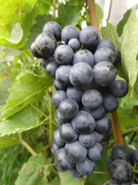 Сорт винограда Каберне Нуар.