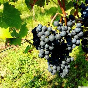 Сорт винограда Пинотин селекции Блаттнера растет на тверском винограднике Олёны Непомнящей.кеек