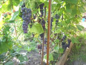 Сорт винограда Венус селекции США -бессемянный вкусный.Коломна.ь