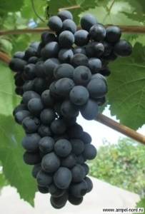 Сорт винограда Красень бессемянныйвкусный , годен для еды, а также на сок и вино.