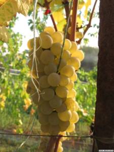 Гибриды винограда Сорт винограда Солярис-прекрасный выбор для северного виноградаря. Блог Олёны Непомнящей.