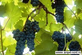 Неукрывные сорта винограда-выбор. Блог Олёны Непомнящей.