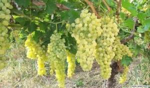 Виноград из семян. Ускоренный ввод сеянцев винограда в плодоношение3