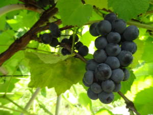 Вэлиант сорт винограда. Блог Олёны Непомнящей.