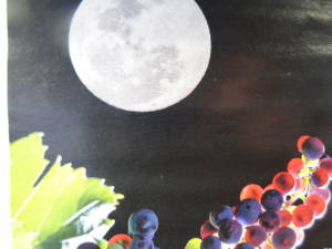 Луна и виноград. Влияние лунных фаз на выращивания винограда. Блог Олёны Непомнящей.