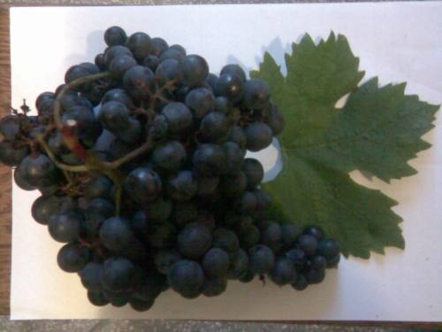 Сорт винограда Мадлен Черная.