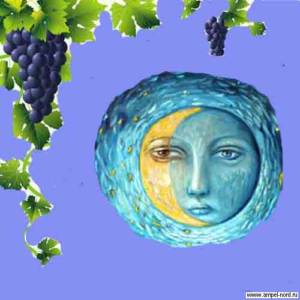 Луна и виноград. Влияние лунных фаз на выращивания винограда. Блог Олёны Непомнящей.
