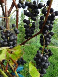 Сорт винограда Хасанский Сладкий. Блог Олёны Непомнящей.