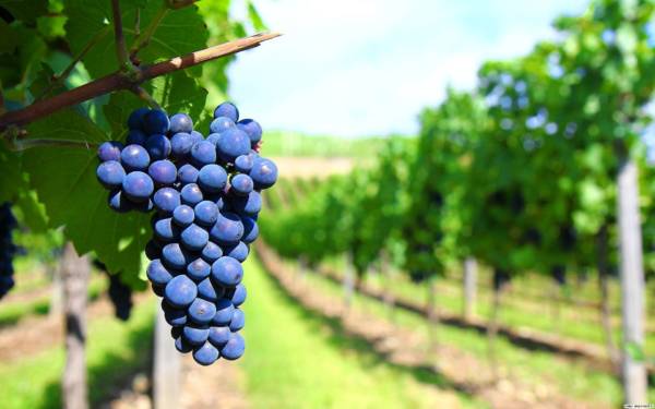 Новости о пользе  винограда и его целебности.