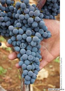Ксиномавро сорт винограда. Из мира вина . Блог Олёны Непомнящей.