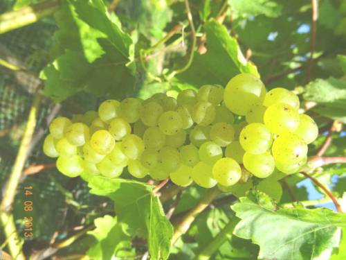 Сорт винограда Лиепаяс Дзинтарс.