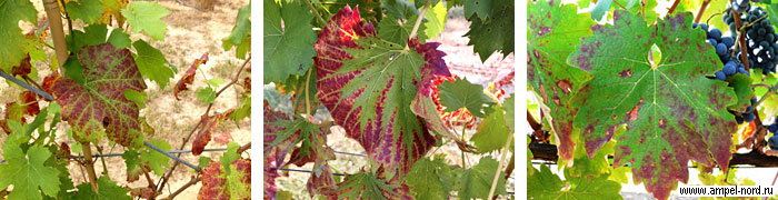 Красные листья на винограде. Биотические и абиотические причины.
