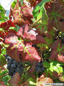 Красные листья на винограде. Блог Олёны Непомнящей.