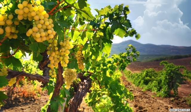 Крым и виноградники