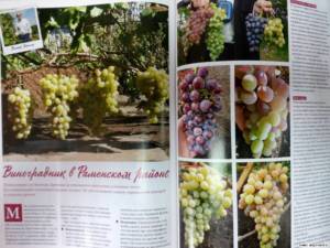 Книга -журнал Всё о винограде. Блог Олёны Непомнящей.