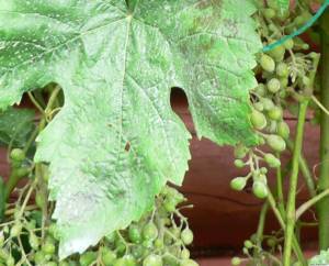 Защита винограда от грибных болезней. Оидиум.
