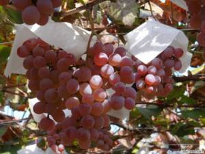 Защита от птиц. Виноград в Японии. Блог Олёны Непомнящей.
