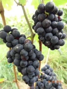 Технари выбор сортов винограда. Блог Олёны Непомнящей.