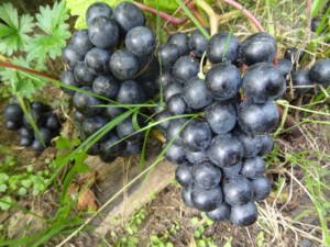 Виноград на северных песках Технари выбор сортов винограда. Блог Олёны Непомнящей.