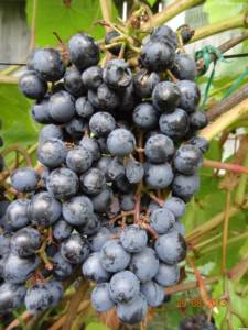 Технари выбор сортов винограда. Блог Олёны Непомнящей.
