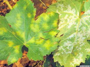 Защита винограда от грибных болезней.Милдью на листьях.
