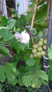 Виноград и роза. Блог Олёны Непомнящей.